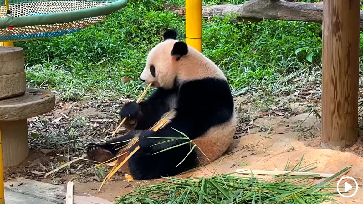 Chimelong Safari Park
