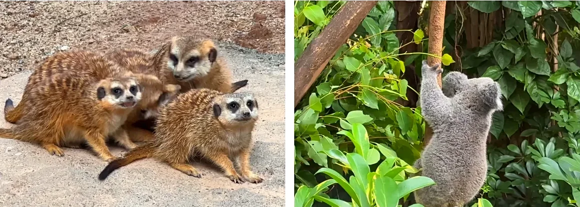 Chimelong Safari Park