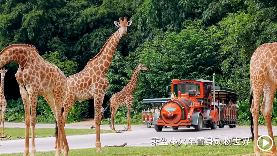 Chimelong Safari Park