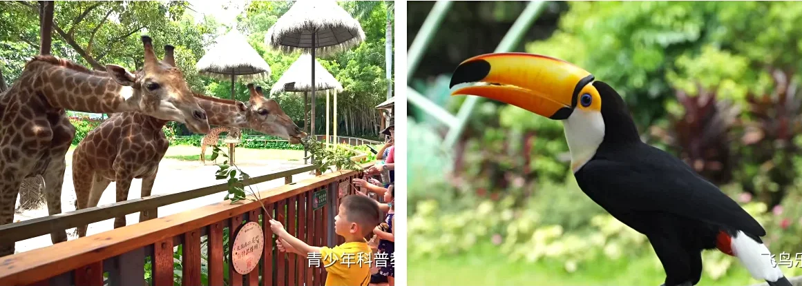 Chimelong Safari Park