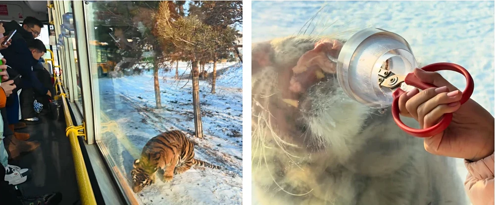 Tiger Park