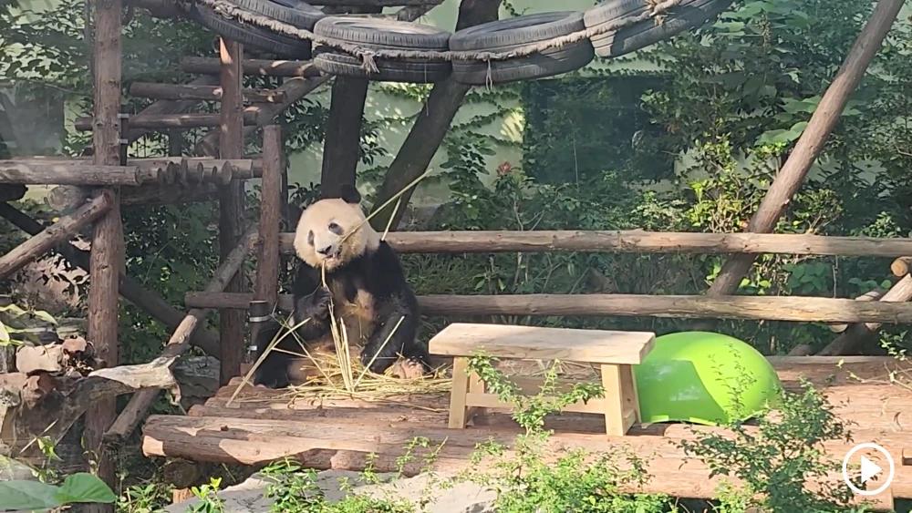 Shanghai Zoo
