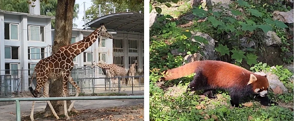 Shanghai Zoo