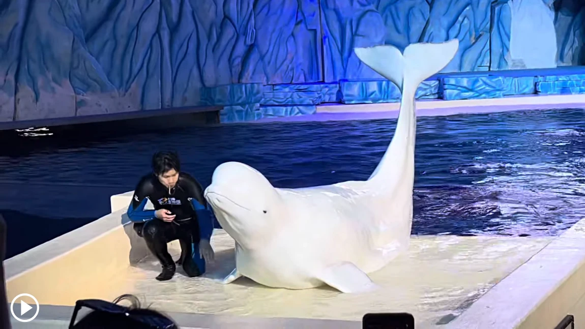 Beluga Show