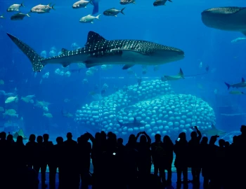 Chimelong Ocean Kingdom Guide