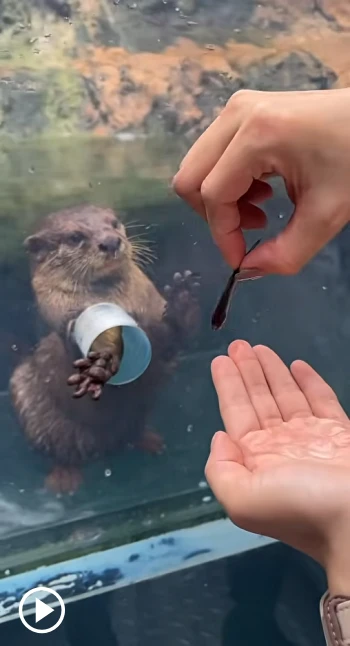 Animal Feeding