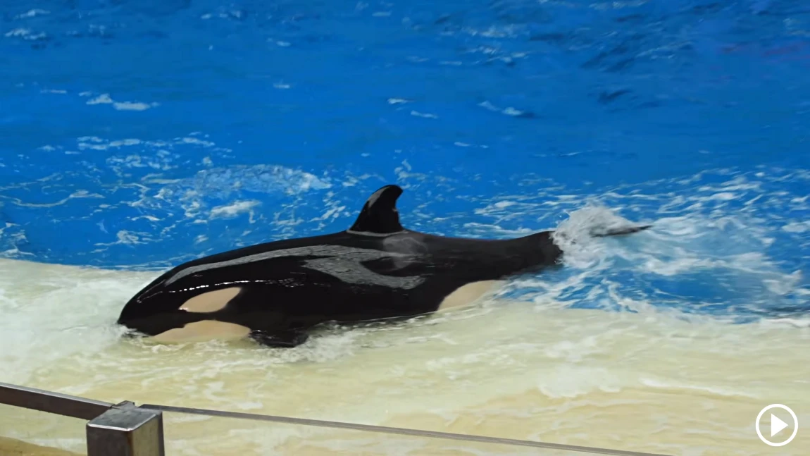 Killer Whale Show
