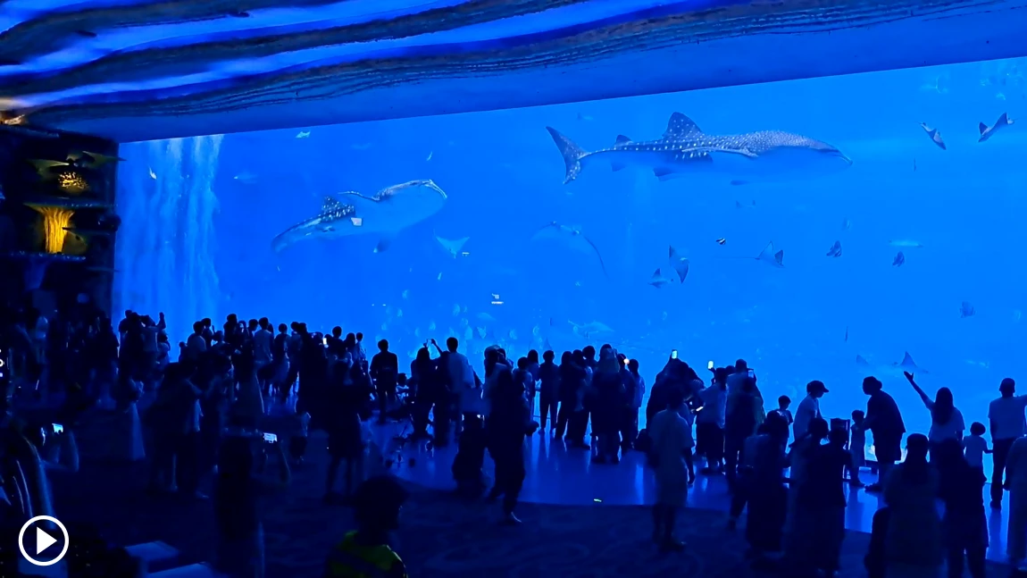 Whale Shark Aquarium