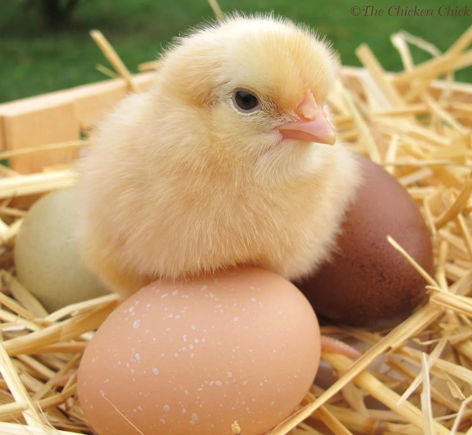 backyard-chicken-coop
