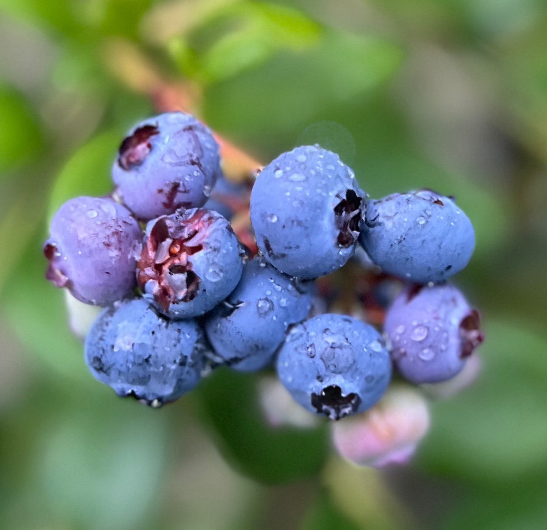 plants banner