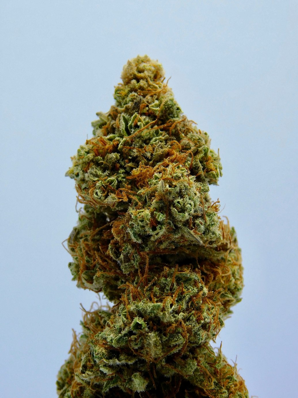 weed