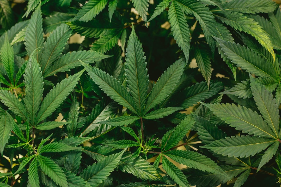 weed banner