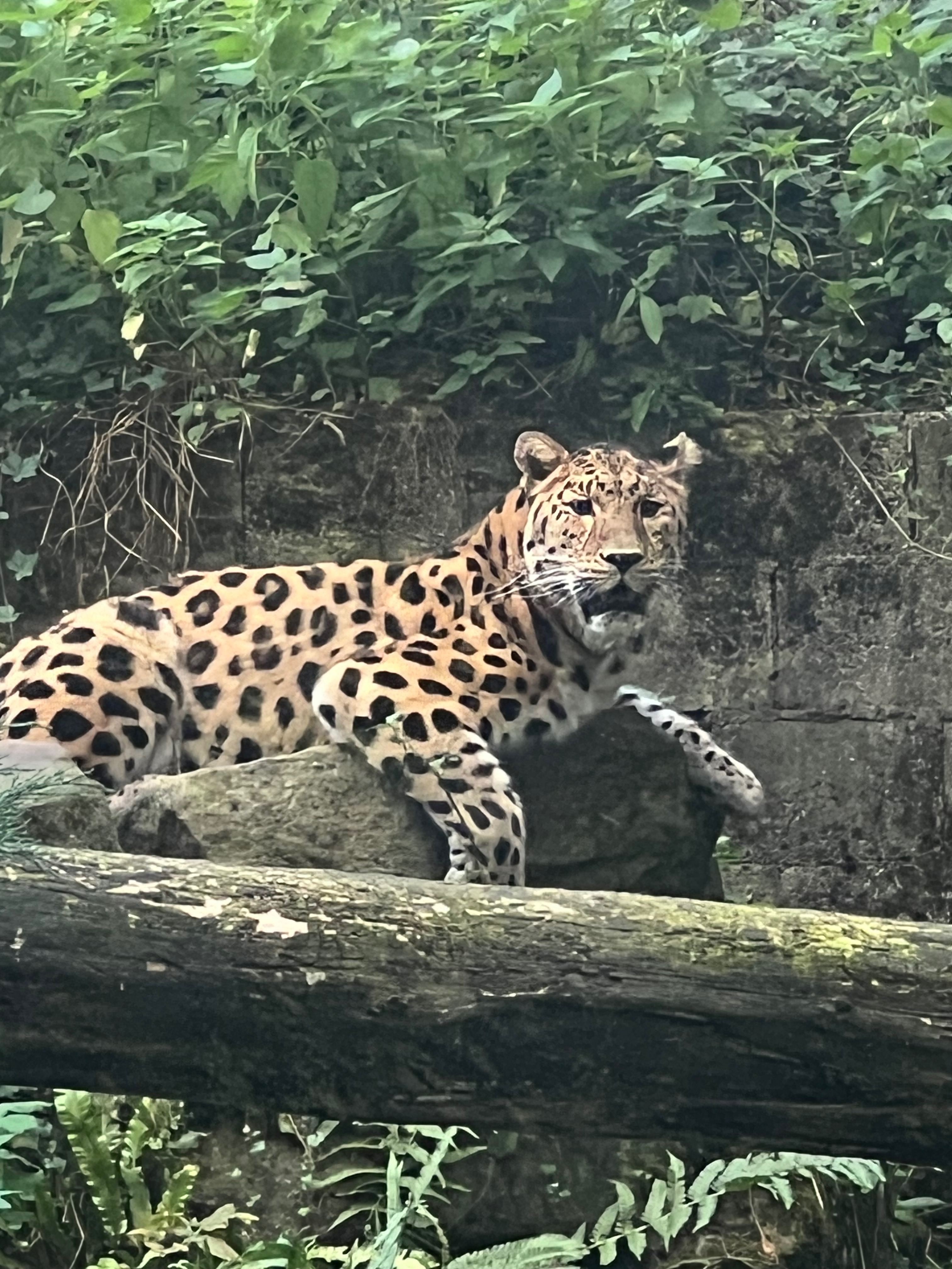 amko