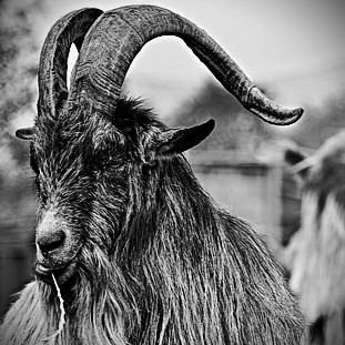 goat7five