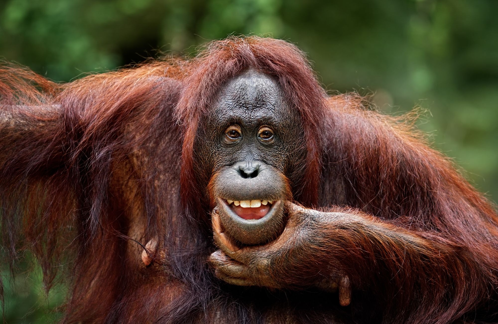 thegiftedape