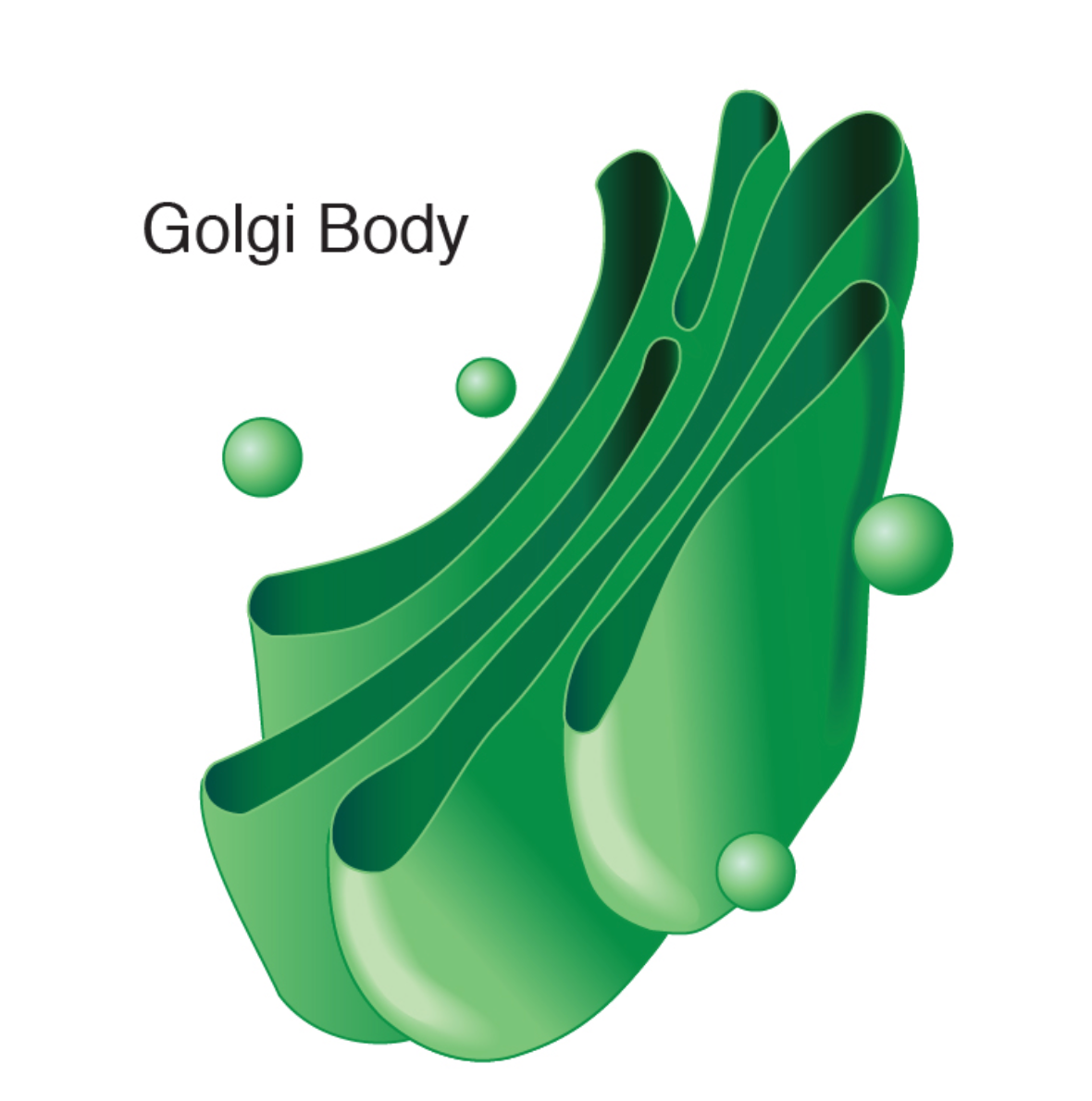 golgibody