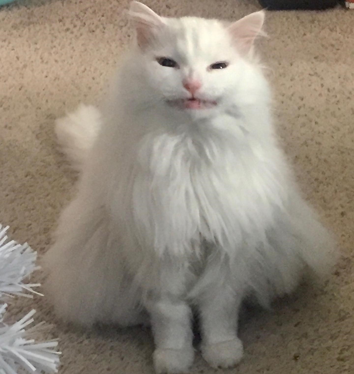 katt