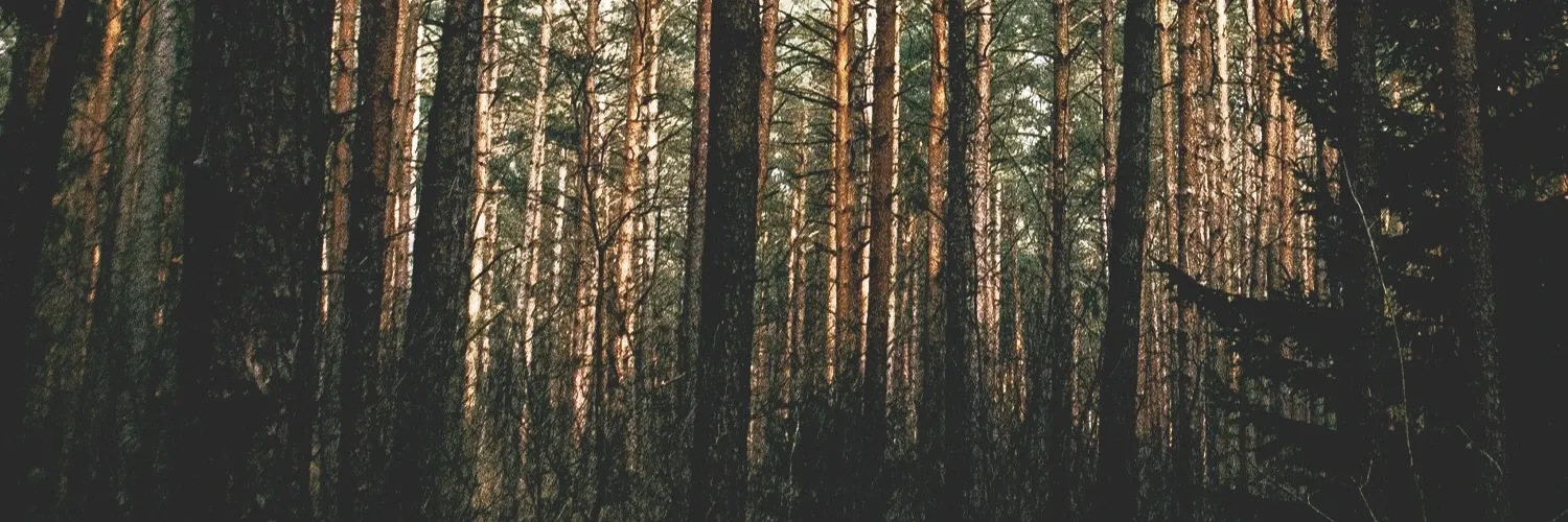 Profile banner