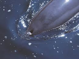 spermwhaleblowhole